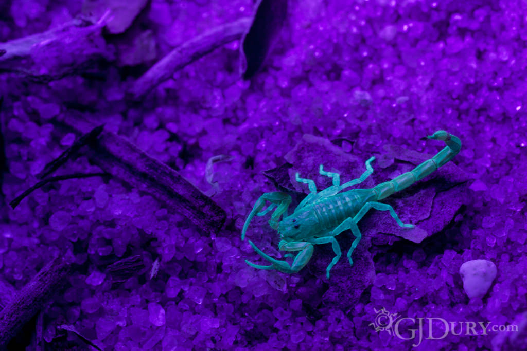 Hentz Striped Scorpion under UV, Centruroides hentzi under ultra-violet