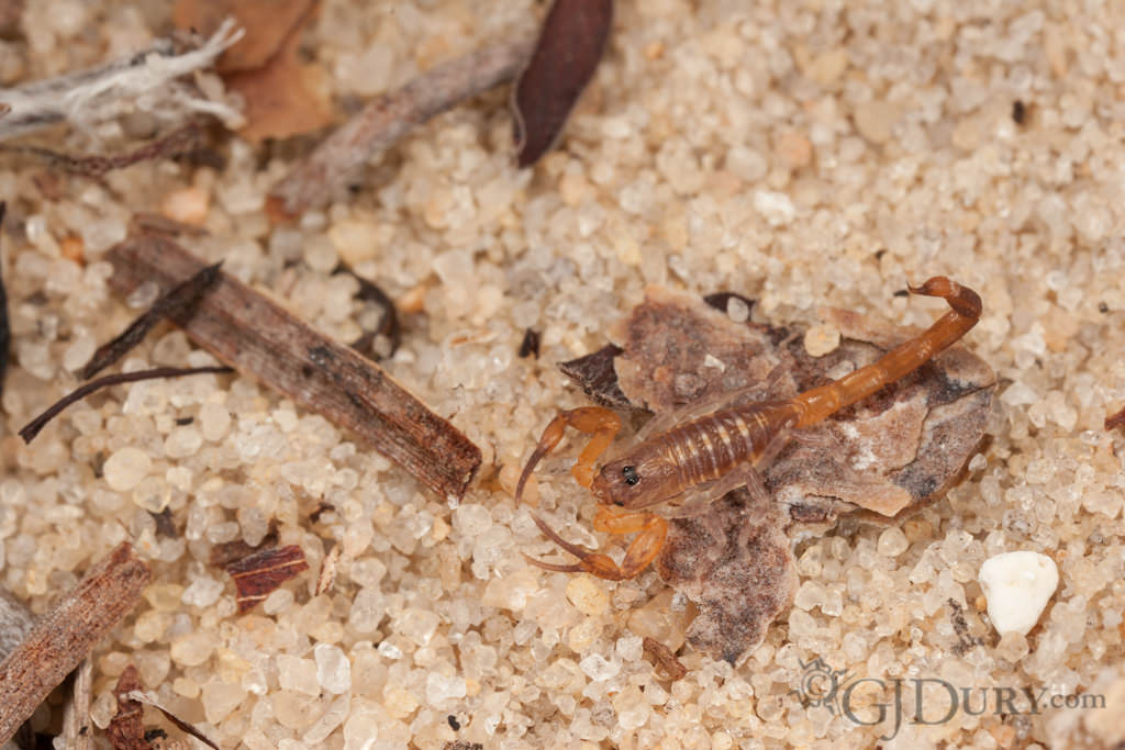 Hentz Striped Scorpion, Centruroides hentzi