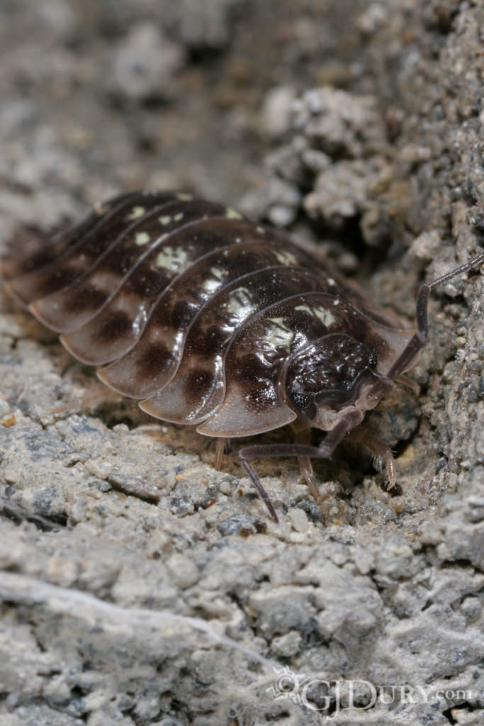 Woodlouse, Isopod