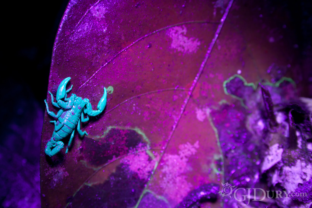 Scorpion in Ecuador under UV