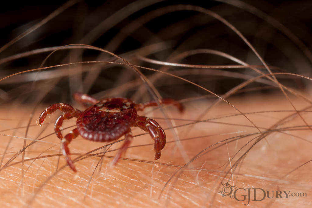 Abdomen of tick on arm