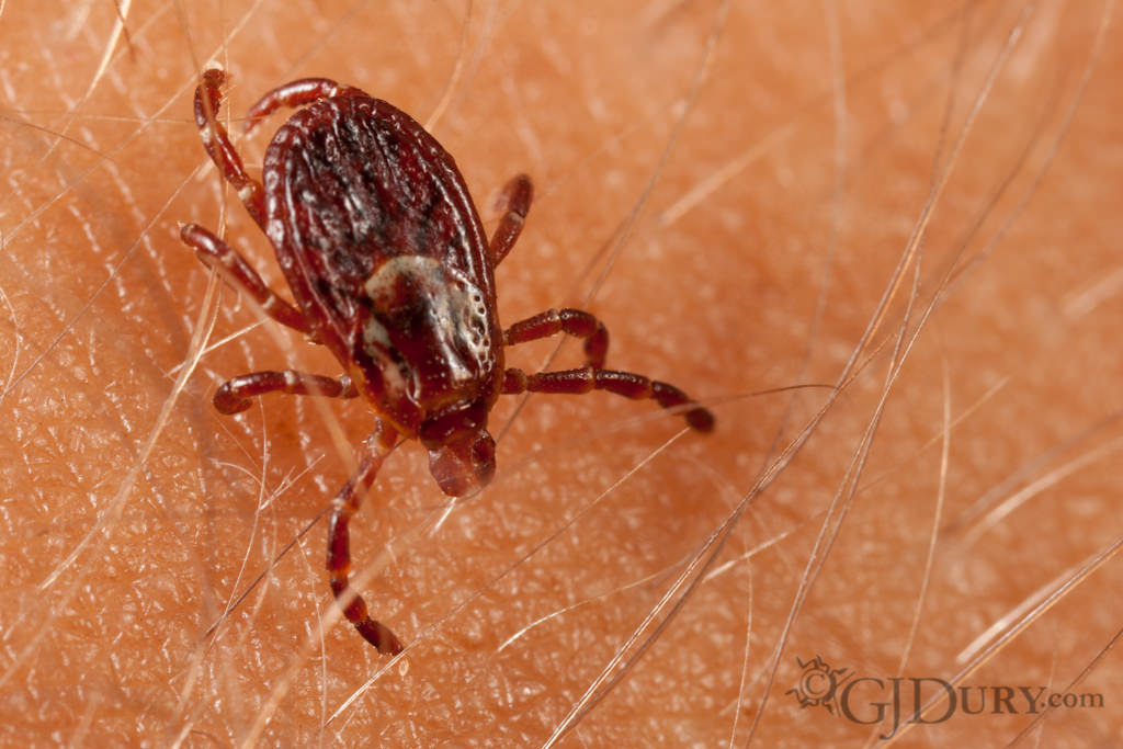 Tick on arm