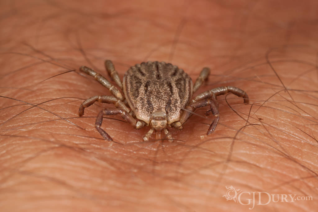 Tick on hand, Ecuador