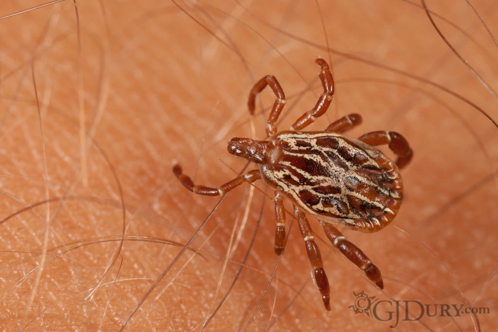 Tick on arm, Florida