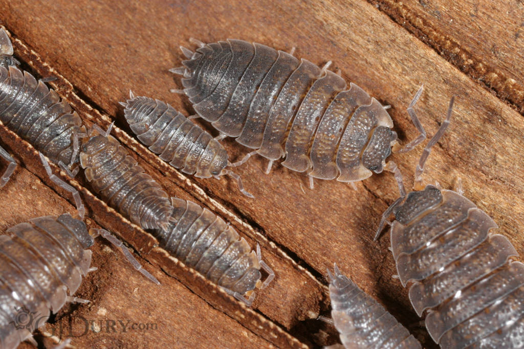 Woodlice, Isopods